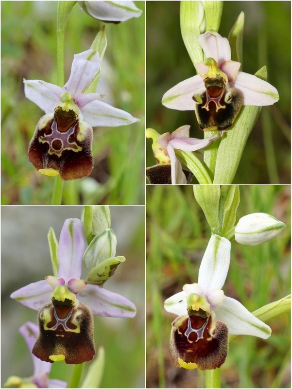 Ophrys crabronifera & Ophrys holosericea sp. � Monti Lucretili  (Roma).